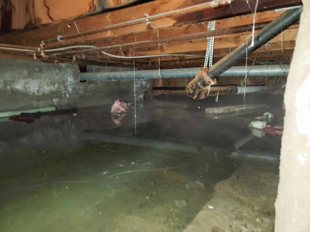 Best Local water damage restoration  in Lake Isabella, MI
