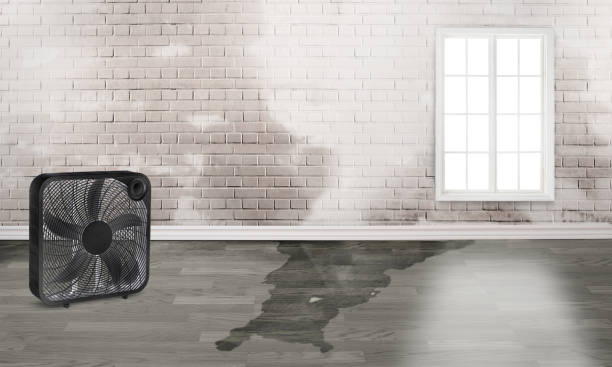 Best Local water damage restoration  in Lake Isabella, MI